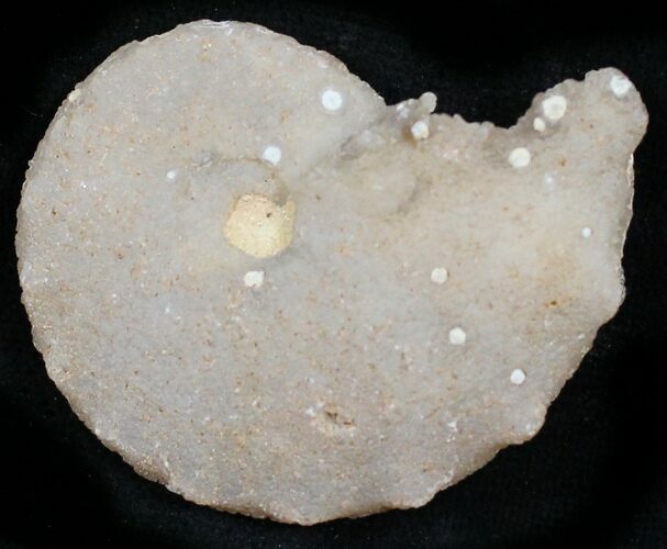 Agate/Chalcedony Replaced Ammonite Fossil #25514